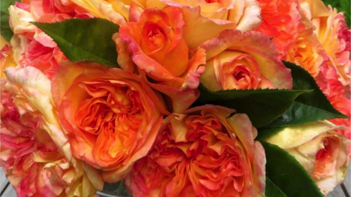 Prix du rosier à parfum : Rosa HENRI DELBARD® ‘Delclaudibi’ ; obtention Georges Delbard. ©SNHF